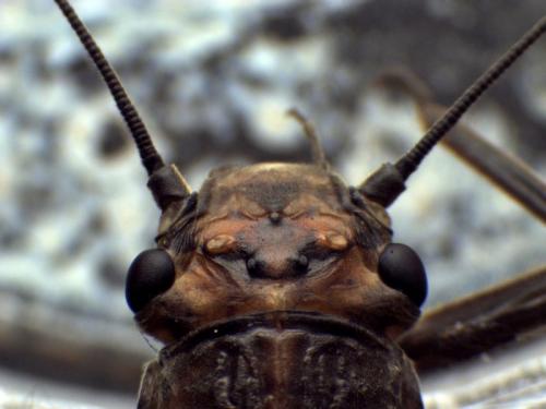 Dinocras cephalotes