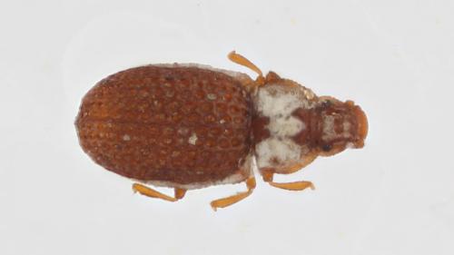 Metophthalmus sp.