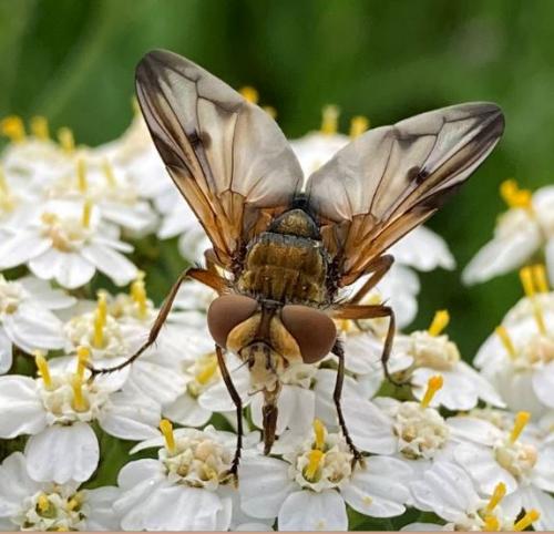 Ectophasia crassipennis