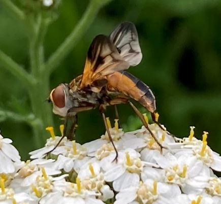 Ectophasia crassipennis