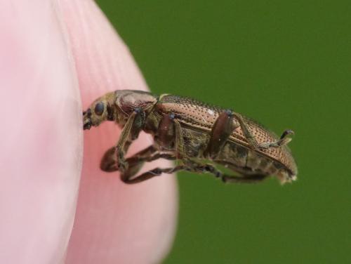Plateumaris sericea