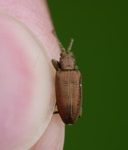 Réf. 283 323 : Plateumaris sericea