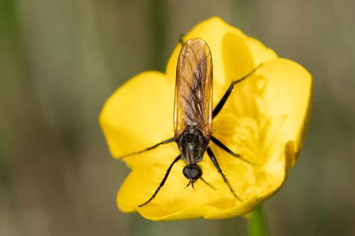 Empis sericans