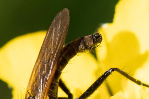 Empis sericans