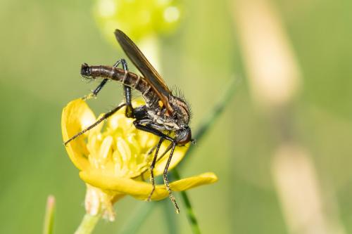 Empis sericans