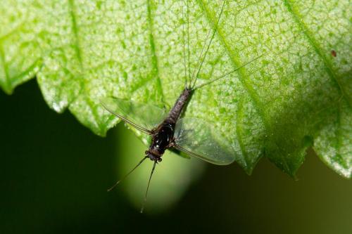 Caenis sp.