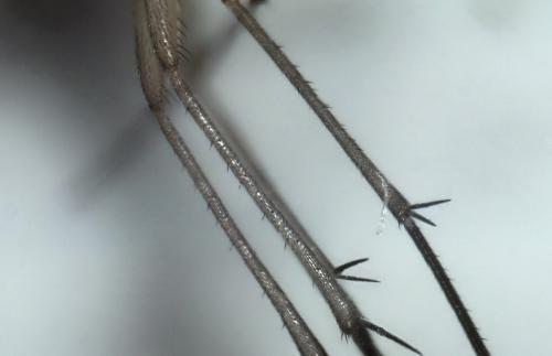 Orfelia sp.