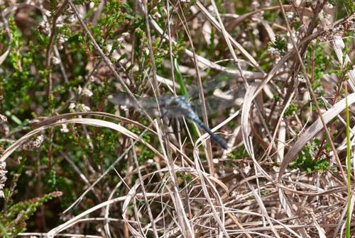 Leucorrhinia albifrons