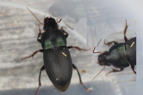 Réf. 283 218 : Harpalus dimidiatus