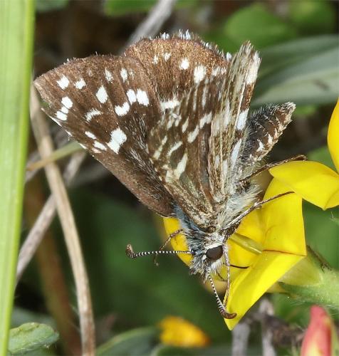 Réf. 283 285 : Pyrgus malvae