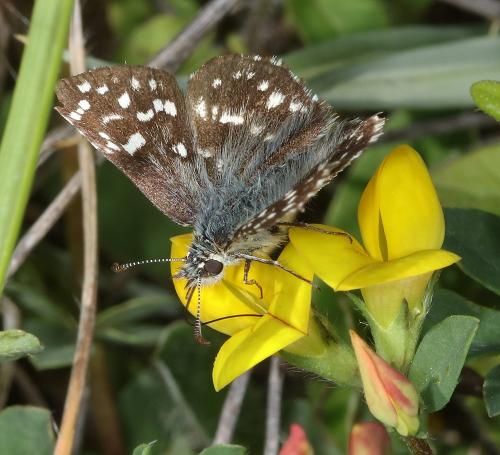 Réf. 283 464 : Pyrgus malvae