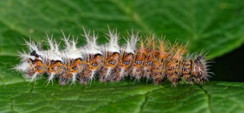 Réf. 283 203 : Polygonia c-album