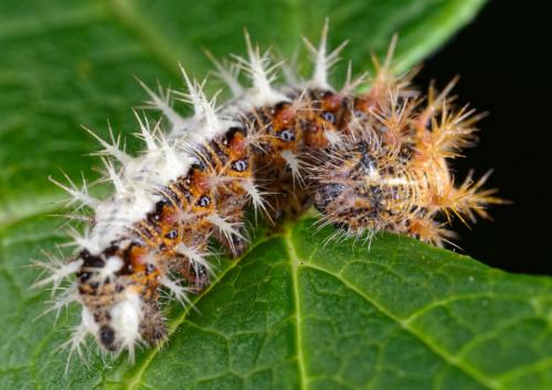 Réf. 283 204 : Polygonia c-album