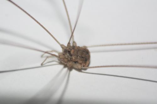 Leiobuninae