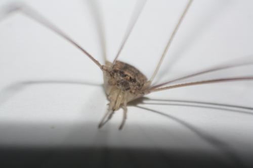 Réf. 283 586 : Leiobuninae inconnu