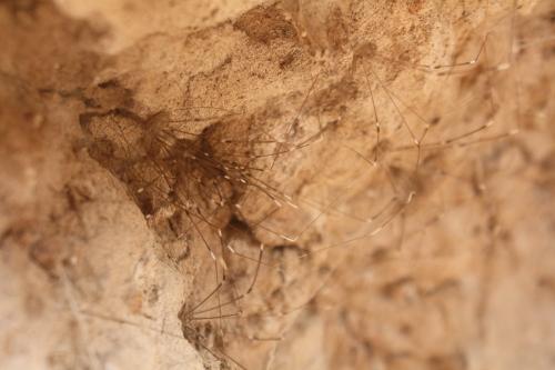 Réf. 283 583 : Leiobuninae inconnu