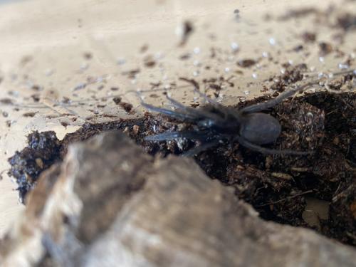 Segestria florentina