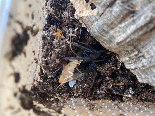 Segestria florentina