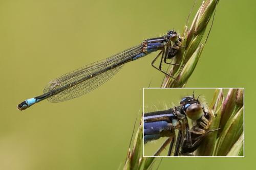 Ischnura elegans