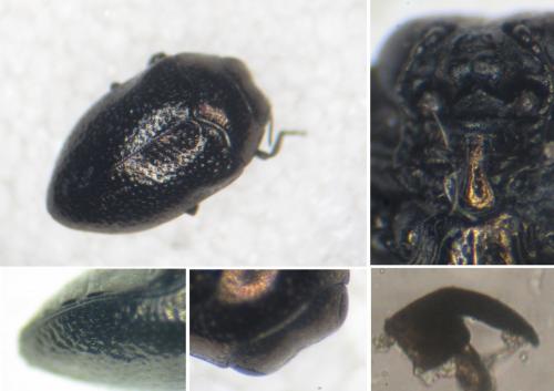 Réf. 283 873 : Trachys fragariae