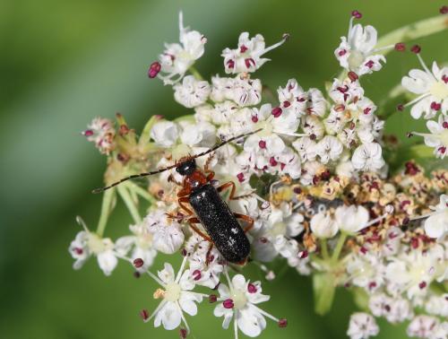 Cantharis flavilabris