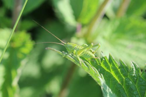 Réf. 283 686 : Tettigonia viridissima