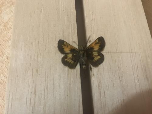 Réf. 283 087 : Poanes hobomok