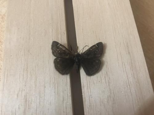 Réf. 283 084 : Erynnis juvenalis