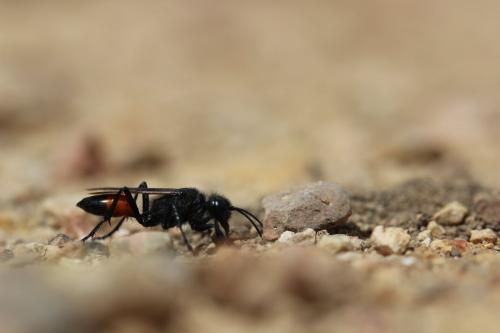 Podalonia hirsuta