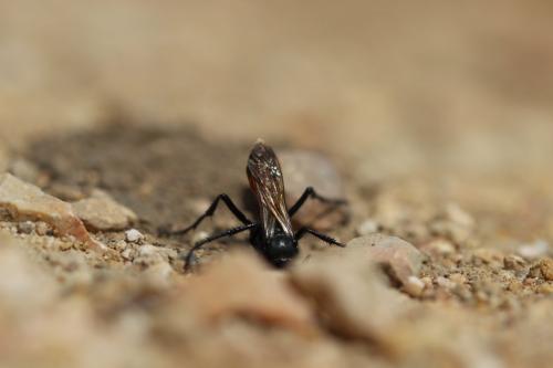 Podalonia hirsuta