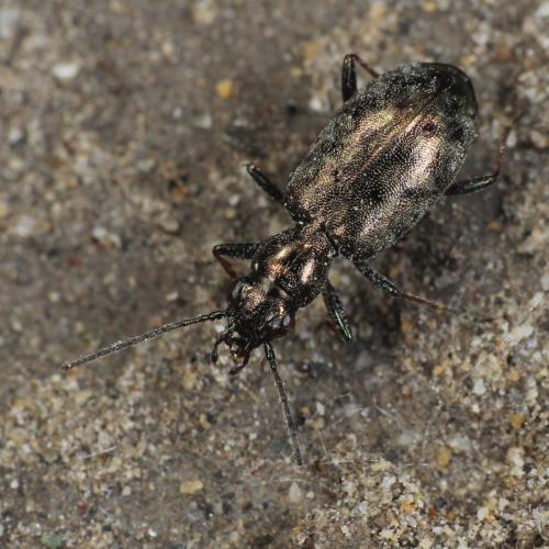 Asaphidion nebulosum