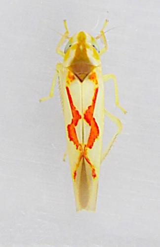 Zygina flammigera