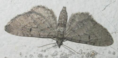 Réf. 283 496 : Eupithecia intricata