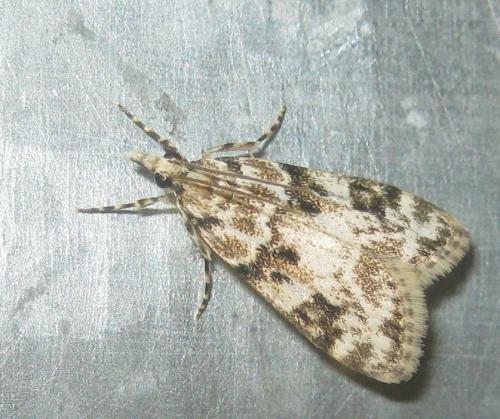 Eudonia delunella