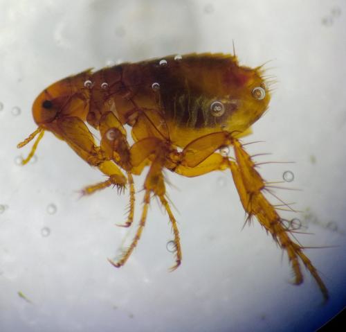 Réf. 283 768 : Pulex irritans