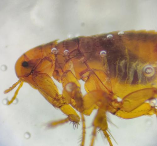 Pulex irritans