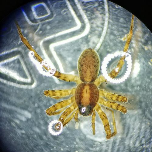 Pardosa sp.