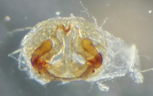 Réf. 283 506 : Pardosa sp.