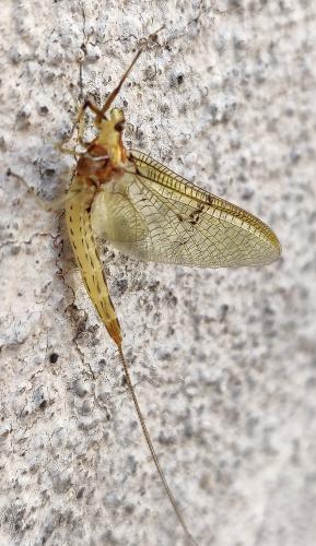 Ephemera lineata