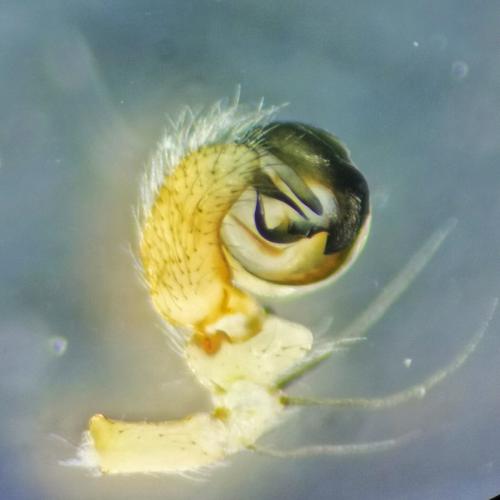 Araniella cucurbitina