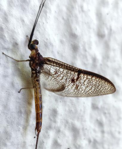 Ephemera lineata
