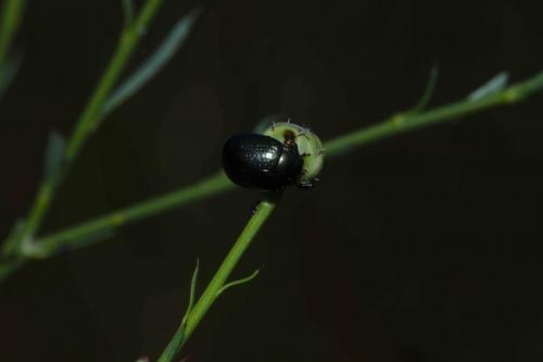 Chrysolina lepida