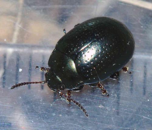 Chrysolina lepida