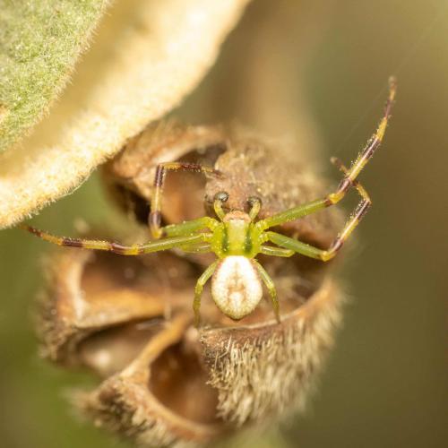 Misumena vatia