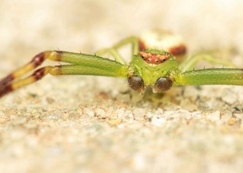 Misumena vatia