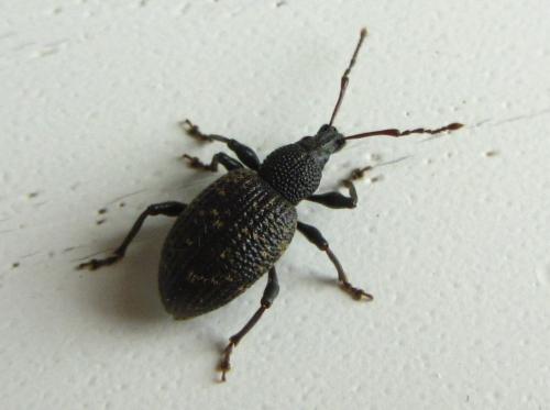 Otiorhynchus sulcatus