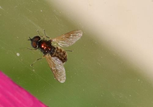 Chloromyia formosa