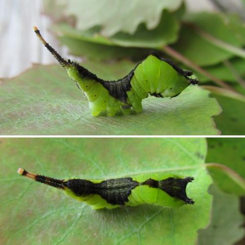 Réf. 283 253 : Cerura vinula