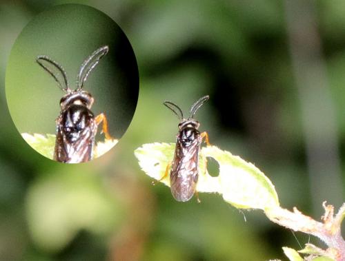 Sterictiphora sp.