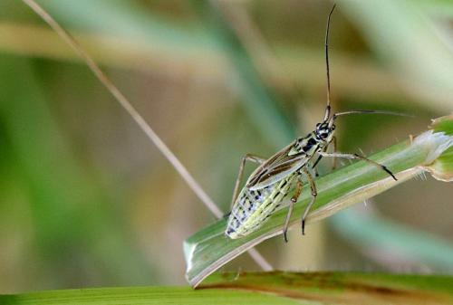 Réf. 283 906 : Leptopterna dolabrata